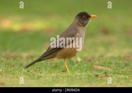Australian Thrush (Turdus falcklandii magellanicus), Erwachsener, auf kurzem Gras stehend, Lago Correntoso, Neuquen, Argentinien Stockfoto
