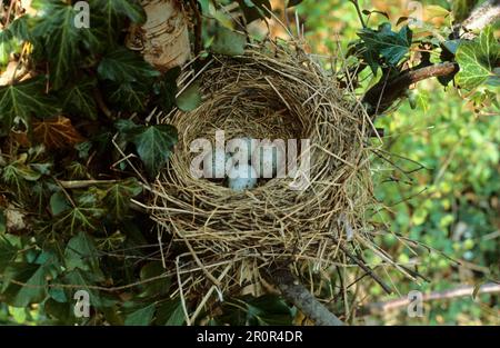 Mistle Thrush, Misteldrosseln (Turdus viscivorus), Singvögel, Tiere, Vögel, Mistle Thrush Nest mit vier Eiern Stockfoto