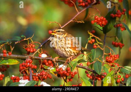 Rotbarsch, Rotbarsch (Turdus iliacus), Singvögel, Tiere, Vögel, Rotflügel auf Cotoneaster mit Beere, Sussex (S) Stockfoto