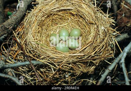 Rotbarsch, Rotbarsch (Turdus iliacus), Singvögel, Tiere, Vögel, Rotweinnest und Eier, Lappland Stockfoto