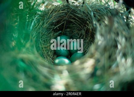 Rotweinnest (Turdus iliacus) mit fünf Eiern (S) Stockfoto