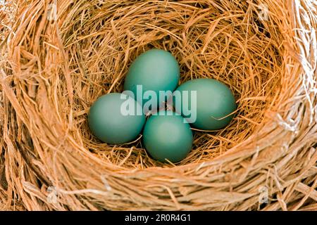 Migrant Thrush, amerikanische Rotkehlchen (Turdus migratorius), Singvögel, Tiere, Vögel, amerikanischer Robin vier Eier in utricularia ochroleuca (U.) (U.) S.A. Stockfoto