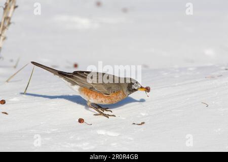 Amerikanischer Robin (Turdus migratorius), Erwachsener, Fütterung von Krabben-Apfelfrucht, in schneebedeckten Gärten, North Dakota (U.) S.A. Stockfoto