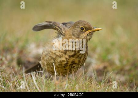 Falkland Thrush (Turdus f. falcklandii) juvenile, Flügelstrecken, Carcass Island, West Falklands Stockfoto