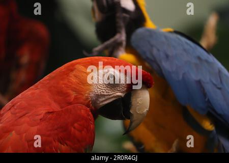 Im üppigen Regenwald sind zwei gefiederte Freunde auf dem Gipfel der Einheit und der gegenseitigen Unterstützung eine lebendige Ausstellung der Vogelfreundschaft Stockfoto