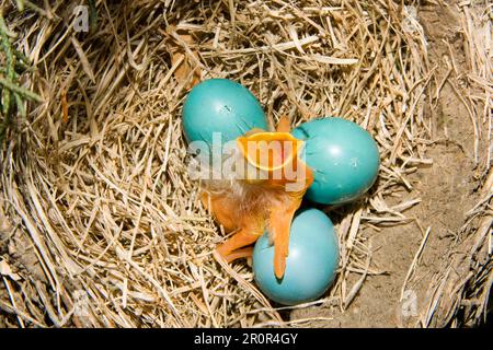 amerikanisches Robin (Turdus migratorius) frisch geschlüpfte Küken und Bruteier in utricularia ochroleuca (U.) (U.) S.A. Stockfoto