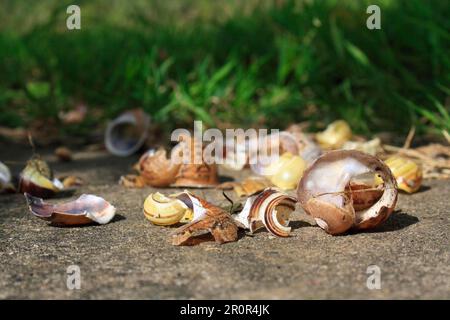 Song Soor (Turdus philomelos) Amboss mit Überresten von Schneckenmuscheln, auf Betonterrasse im Garten, Suffolk, England, Großbritannien Stockfoto