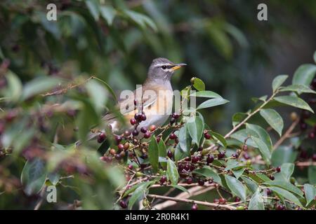 Augentrockener Strauß (Turdus obscurus), männlich, ernähren sich von Früchten im Baum, Jianfengling, Hainan, China Stockfoto