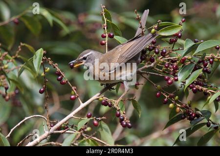 Augentrockener Strauß (Turdus obscurus), männlich, ernähren sich von Früchten im Baum, Jianfengling, Hainan, China Stockfoto