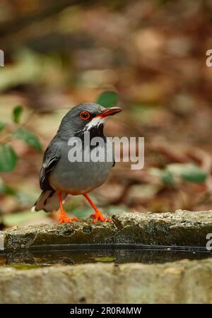 Rotbein-Thrush (Turdus plumbeus rubripes), Erwachsener, Trinken im Pool im Wald, Cayo Coco, Jardines del Rey, Ciego de Avila Province, Kuba Stockfoto