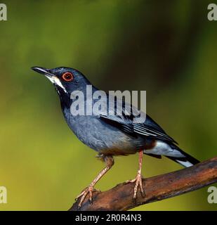 Rotbein-Strauch (Turdus plumbeus), Rotbein-Strauß, Singvögel, Tiere, Vögel, Rotbein-Rotbein-Soor gefangen Stockfoto