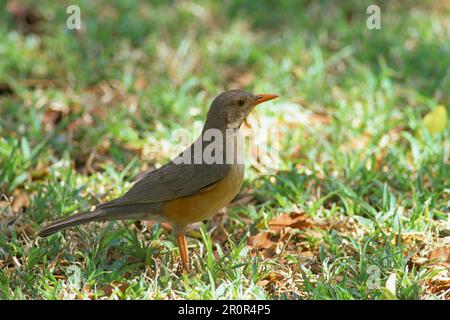 Kurrichane Soor (Turdus libonyana) Rotschnabel, Singvögel, Tiere, Vögel, Kurrichane Thrush Botsuana Stockfoto