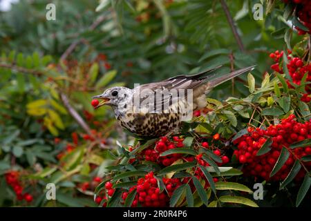 Mistle Thrush (Turdus viscivorus) Immature, feeding on Rowan (Sorbus aucuparia) berries, Shropshire, England, Vereinigtes Königreich Stockfoto