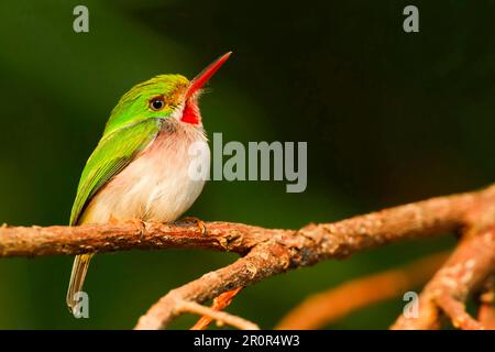 Kubanischer Toddy (Todus multicolor), Erwachsener, auf einem Zweig sitzend, Najasa, Provinz Camaguey, Kuba Stockfoto