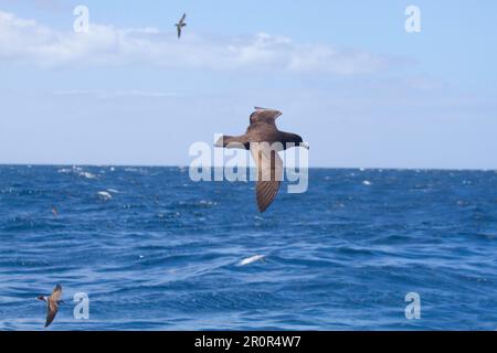 Black Petrel (Procellaria parkinsoni), Erwachsener, im Flug über See, Neuseeland Stockfoto