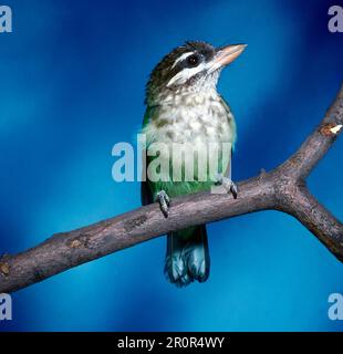 Green Barbet, Green Barbet Birds, Barbet Birds, Spechte, Tiere, Vögel, kleiner grüner Barbet, Megalaima viridis, aus Indien Stockfoto