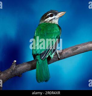 Green Barbet, Green Barbet Birds, Barbet Birds, Spechte, Tiere, Vögel, kleiner grüner Barbet, Megalaima viridis, indien Stockfoto