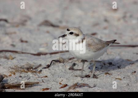 Kentish Plover (charadrius alexandrinus), bekannt als verschneiter Plover occidentalis in amerika, an einem strand in florida Stockfoto