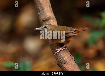 Abbott's Babbler (Malacocinclua Abbotti), Erwachsener, hoch oben auf dem Ast, Kaeng Krachan N. P. Thailand Stockfoto