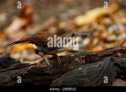 Großer Scimitar-Babbler (Pomatorhinus hypoleucos tickelli), Erwachsener, hoch oben auf verrottetem Baumstamm, Kaeng Krachan N. P. Thailand Stockfoto