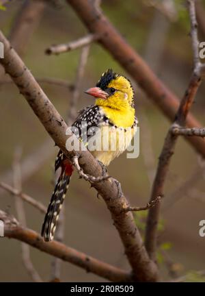 Gelbbrustbarbet (Trachyphonus margaritatus), Perlbrustbarbet, Bartvögel, Spechte, Tiere, Vögel, Gelbbrüstiger Barbet Erwachsener Stockfoto