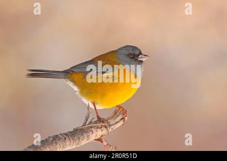 Patagonischer Sierrafink (Phrygilus patagonicus), männlich, hoch oben auf dem Zweig, Haruwen, Tierra del Fuego, Argentinien Stockfoto