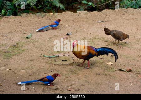 Ceylon Blue Magpie und Dschungelvögel, beide endemisch in Sri Lanka Stockfoto