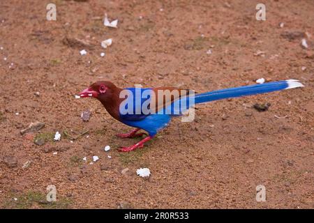 Kitta Mit Juden, Kittas Mit Juden, Korviden, Singvögel, Tiere, Vögel, Ceylon Blue Magpie, Sri Lanka Stockfoto