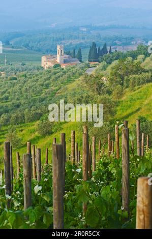 Chianti, Monti in Chianti, Vineyards, Provinz Siena, Toskana, Italien Stockfoto