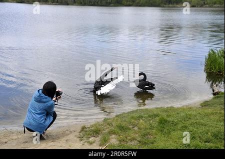 Vinnytsia, Ukraine. 21. Dezember 2022. VINNYTSIA, UKRAINE - 09. MAI 2023 - Ein Paar schwarze Schwäne, die sich an einem der Strände der Stadt am Pivdennyi Buh River, Vinnytsia, westlich der zentralen Ukraine niedergelassen haben. Kredit: Ukrinform/Alamy Live News Stockfoto