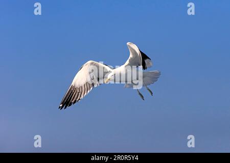 Seetang (Larus dominicanus), Stony Point, Betty's Bay, Westkap, Südafrika, Afrika Stockfoto