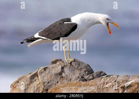 Seetang (Larus dominicanus), Stony Point, Betty's Bay, Westkap, Südafrika, Afrika Stockfoto