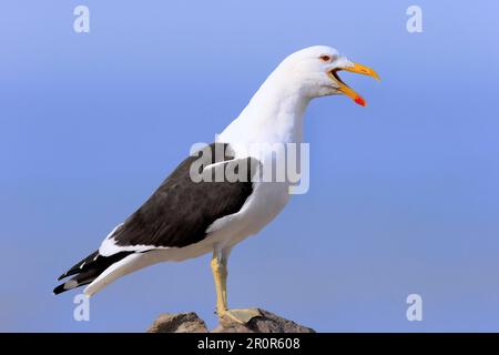 Seetang (Larus dominicanus), Stony Point, Betty's Bay, Westkap, Südafrika, Afrika Stockfoto