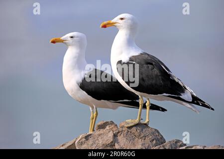 Seetang Gull (Larus dominicanus), erwachsenes Paar auf Rock, Stony Point, Betty's Bay, Westkap, Südafrika, Afrika Stockfoto