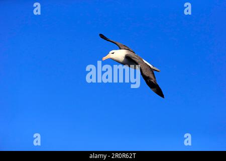 Schwarzbraun-Albatros (Thalassarche melanophrys), Kap der Guten Hoffnung, Südafrika Stockfoto