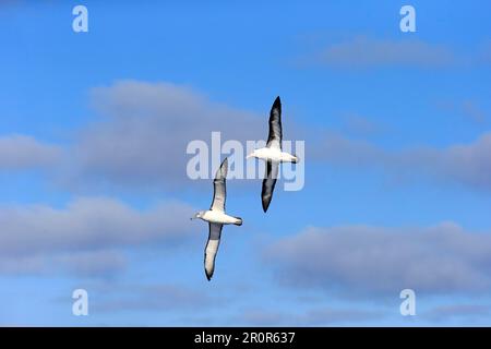 Schwarzbraun-Albatross (Thalassarche melanophrys), Kap der Guten Hoffnung, Südafrika, Afrika Stockfoto