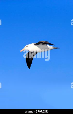 Schwarzbraun-Albatross (Thalassarche melanophrys), Kap der Guten Hoffnung, Südafrika, Afrika Stockfoto