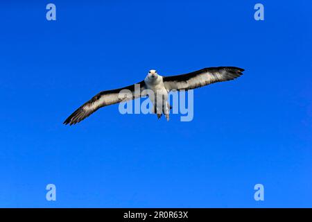 Schwarzbraun-Albatros (Thalassarche melanophrys), Kap der Guten Hoffnung, Südafrika Stockfoto