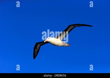 Schwarzbraun-Albatros (Thalassarche melanophrys), Kap der Guten Hoffnung, Südafrika Stockfoto