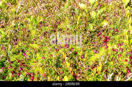 Wilde Cranberries, die im Moos wachsen, Herbsternte von wilden Beeren. Cranberry-Wildfrüchte, Cranberry-Sumpf, Cranberry-Sumpf. Cranberries auf kleinen grünen br Stockfoto