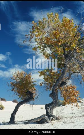 Zwei Cottonwoods im Herbst Stockfoto
