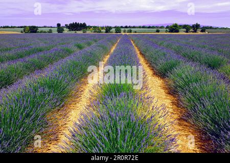 Lavendelfeld, Lavendelbusch, echter Gemeiner Lavendel (Lavandula angustifolia), Grasse, Provence, Europa, Frankreich Stockfoto