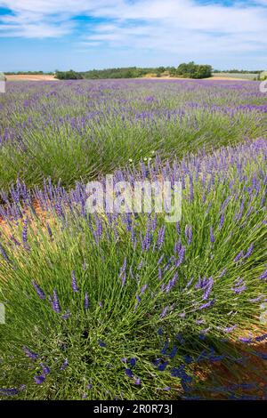 Lavendelfeld, Lavendelbusch, echter Gemeiner Lavendel (Lavandula angustifolia), Grasse, Provence, Europa, Frankreich Stockfoto