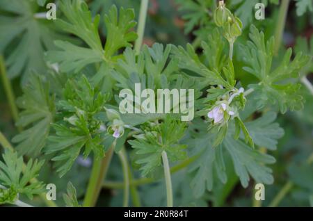 Carolina Geranium, Geranium Carolinianum Stockfoto