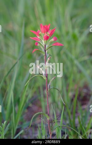 Entreleaf Indian Paintbrush, Castilleja indivisa Stockfoto