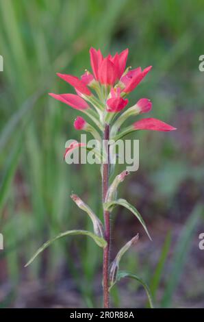 Entreleaf Indian Paintbrush, Castilleja indivisa Stockfoto