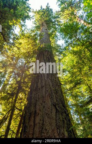 Höchster Douglas Fir (Pseudotsuga menziesii) Baum in Cathedral Grove, Macmillan Provincial Park, Vancouver Island, Kanada. Stockfoto