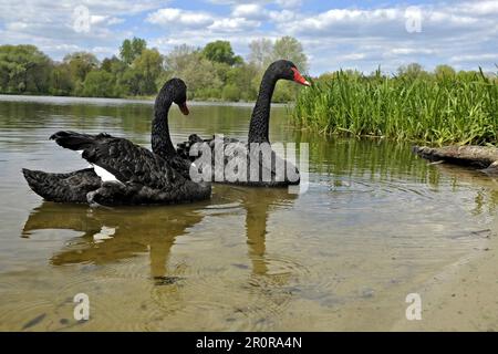 Vinnytsia, Ukraine. 21. Dezember 2022. VINNYTSIA, UKRAINE - 09. MAI 2023 - Ein Paar schwarze Schwäne, die sich an einem der Strände der Stadt am Pivdennyi Buh River, Vinnytsia, westlich der zentralen Ukraine niedergelassen haben. Kredit: Ukrinform/Alamy Live News Stockfoto