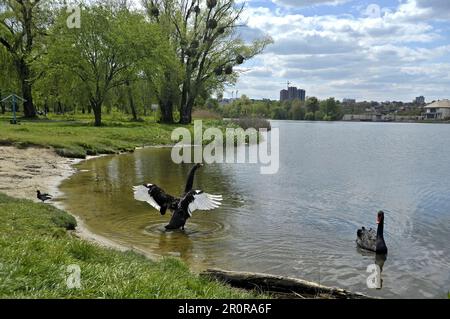 Vinnytsia, Ukraine. 21. Dezember 2022. VINNYTSIA, UKRAINE - 09. MAI 2023 - Ein Paar schwarze Schwäne, die sich an einem der Strände der Stadt am Pivdennyi Buh River, Vinnytsia, westlich der zentralen Ukraine niedergelassen haben. Kredit: Ukrinform/Alamy Live News Stockfoto