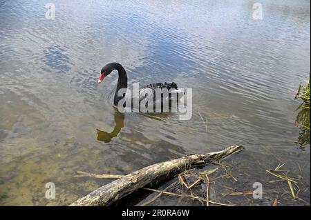 Vinnytsia, Ukraine. 21. Dezember 2022. VINNYTSIA, UKRAINE - 09. MAI 2023 - einer von zwei schwarzen Schwänen, die sich an einem der Strände der Stadt am Pivdennyi Buh River, Vinnytsia, westlich der zentralen Ukraine niederließen. Kredit: Ukrinform/Alamy Live News Stockfoto